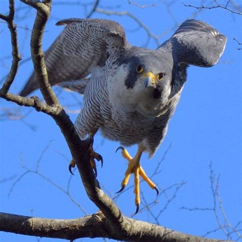 庭 鳥|野鳥図鑑 – BIRD FAN （日本野鳥の会）